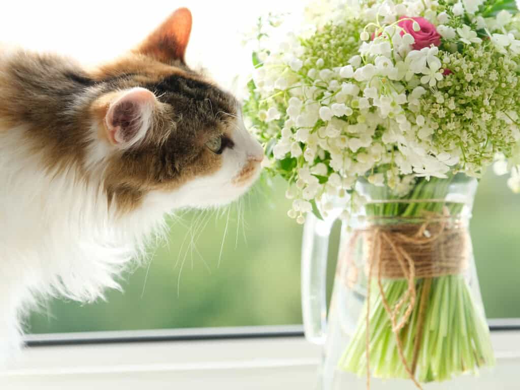 Cat smelling a vase of flowers