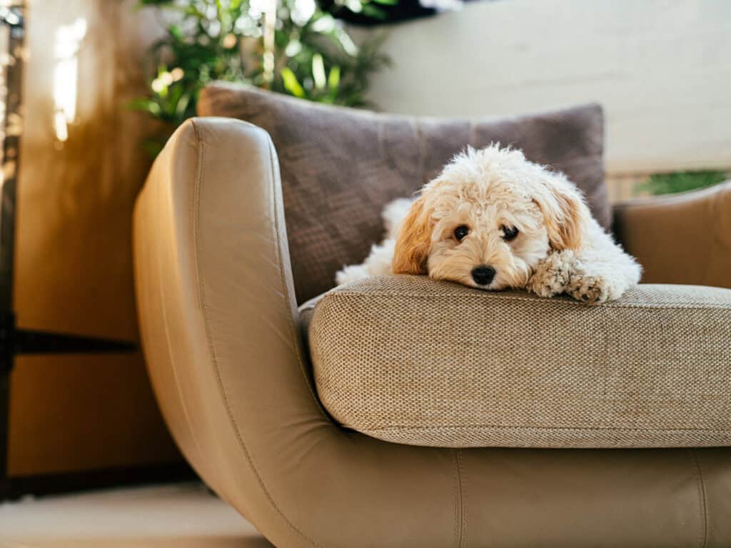 Sad dog laying on a brown couch